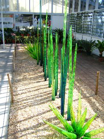 Fairchild-Chihuly-Blown-Glass-Art-0103