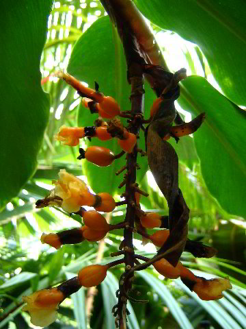 Fairchild-Chihuly-Blown-Glass-Art-0117