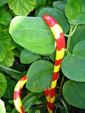 Fairchild-Chihuly-Blown-Glass-Art-0122