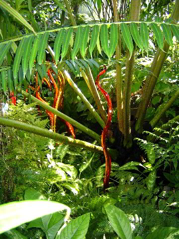 Fairchild-Chihuly-Blown-Glass-Art-0128