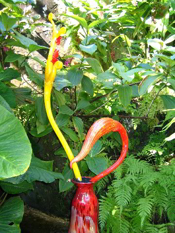 Fairchild-Chihuly-Blown-Glass-Art-0129