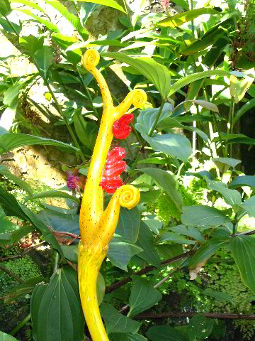 Fairchild-Chihuly-Blown-Glass-Art-0130