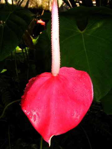 Fairchild-Chihuly-Blown-Glass-Art-0131