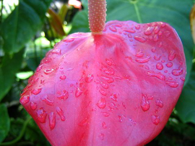 Fairchild-Chihuly-Blown-Glass-Art-0133