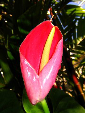 Fairchild-Chihuly-Blown-Glass-Art-0135