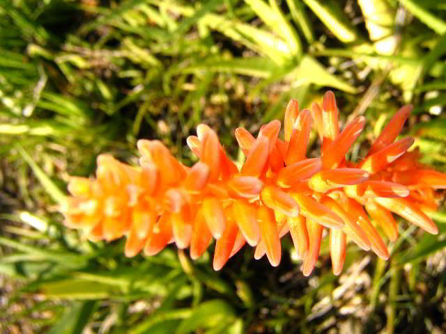 Fairchild-Chihuly-Blown-Glass-Art-0142