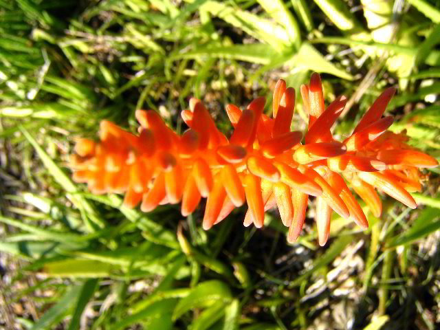 Fairchild-Chihuly-Blown-Glass-Art-0143