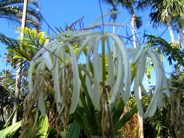 Fairchild-Chihuly-Blown-Glass-Art-0144