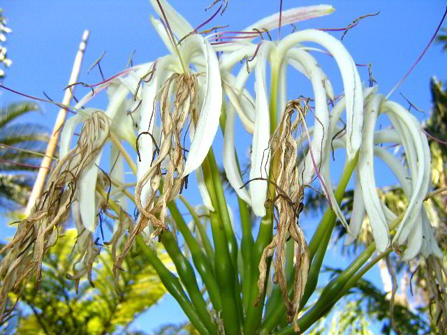 Fairchild-Chihuly-Blown-Glass-Art-0145