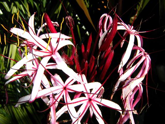 Fairchild-Chihuly-Blown-Glass-Art-0151