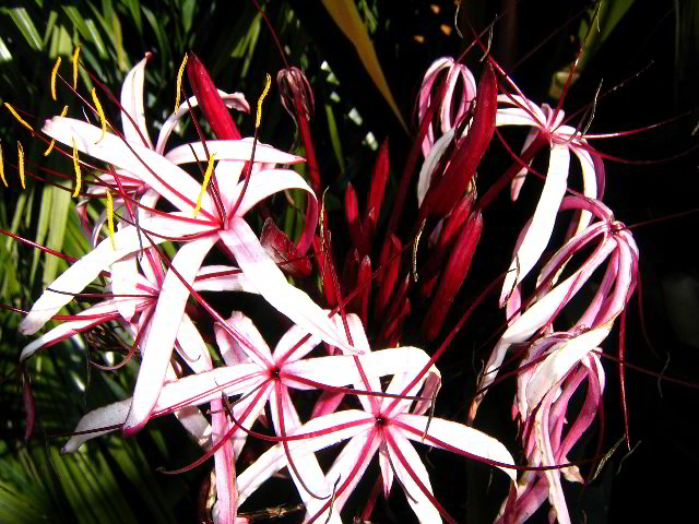 Fairchild-Chihuly-Blown-Glass-Art-0151