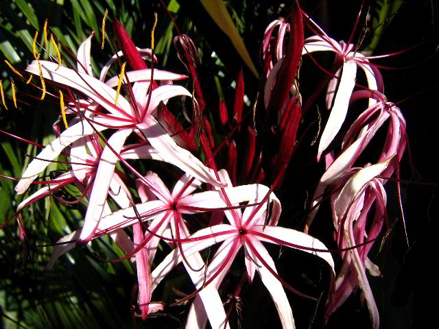 Fairchild-Chihuly-Blown-Glass-Art-0152