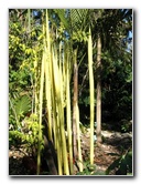 Fairchild-Chihuly-Blown-Glass-Art-0010