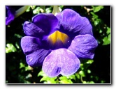 Fairchild-Chihuly-Blown-Glass-Art-0024