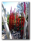 Fairchild-Chihuly-Blown-Glass-Art-0033