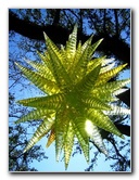 Fairchild-Chihuly-Blown-Glass-Art-0039