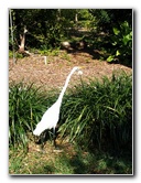 Fairchild-Chihuly-Blown-Glass-Art-0042