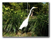 Fairchild-Chihuly-Blown-Glass-Art-0044
