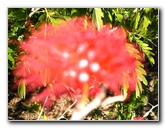 Fairchild-Chihuly-Blown-Glass-Art-0051