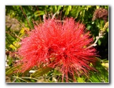 Fairchild-Chihuly-Blown-Glass-Art-0052