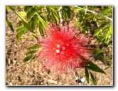 Fairchild-Chihuly-Blown-Glass-Art-0053