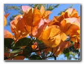 Fairchild-Chihuly-Blown-Glass-Art-0072