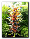 Fairchild-Chihuly-Blown-Glass-Art-0074