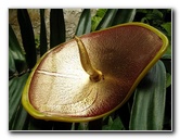 Fairchild-Chihuly-Blown-Glass-Art-0075