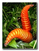 Fairchild-Chihuly-Blown-Glass-Art-0077