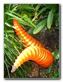 Fairchild-Chihuly-Blown-Glass-Art-0078