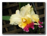 Fairchild-Chihuly-Blown-Glass-Art-0079
