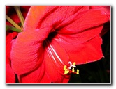 Fairchild-Chihuly-Blown-Glass-Art-0088