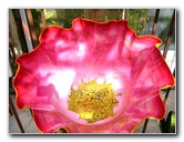 Fairchild-Chihuly-Blown-Glass-Art-0098