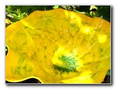 Fairchild-Chihuly-Blown-Glass-Art-0100