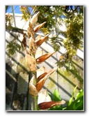 Fairchild-Chihuly-Blown-Glass-Art-0101