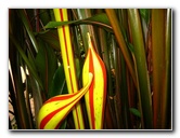 Fairchild-Chihuly-Blown-Glass-Art-0109