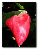 Fairchild-Chihuly-Blown-Glass-Art-0111