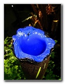 Fairchild-Chihuly-Blown-Glass-Art-0112
