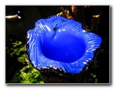 Dale Chihuly Hand Blown Glass Art - Fairchild Tropical Botanic Garden