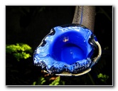 Fairchild-Chihuly-Blown-Glass-Art-0115