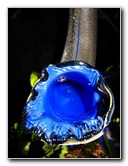 Fairchild-Chihuly-Blown-Glass-Art-0116