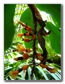 Fairchild-Chihuly-Blown-Glass-Art-0117