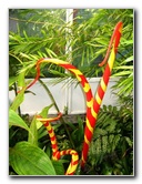Fairchild-Chihuly-Blown-Glass-Art-0118