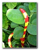 Fairchild-Chihuly-Blown-Glass-Art-0122
