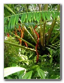 Fairchild-Chihuly-Blown-Glass-Art-0128
