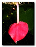 Fairchild-Chihuly-Blown-Glass-Art-0131