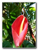 Fairchild-Chihuly-Blown-Glass-Art-0134