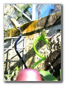 Fairchild-Chihuly-Blown-Glass-Art-0136