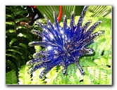 Fairchild-Chihuly-Blown-Glass-Art-0137