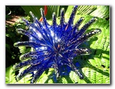 Fairchild-Chihuly-Blown-Glass-Art-0138